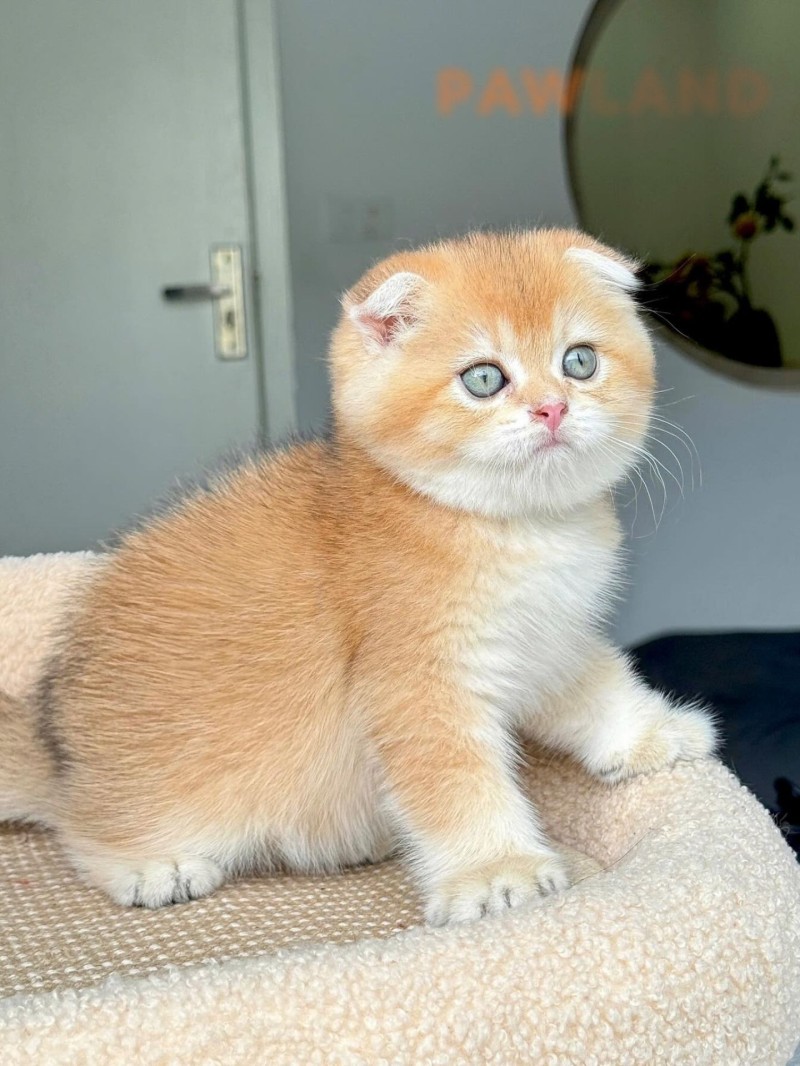 Scotish Fold Golden