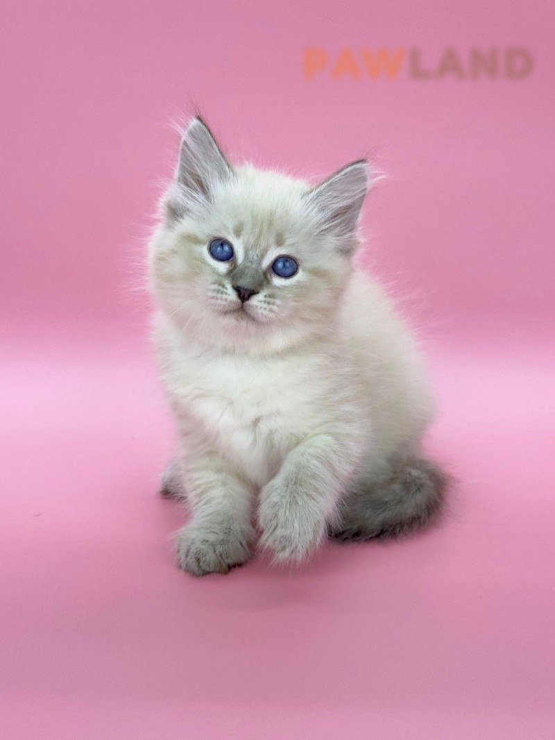 Siberians available