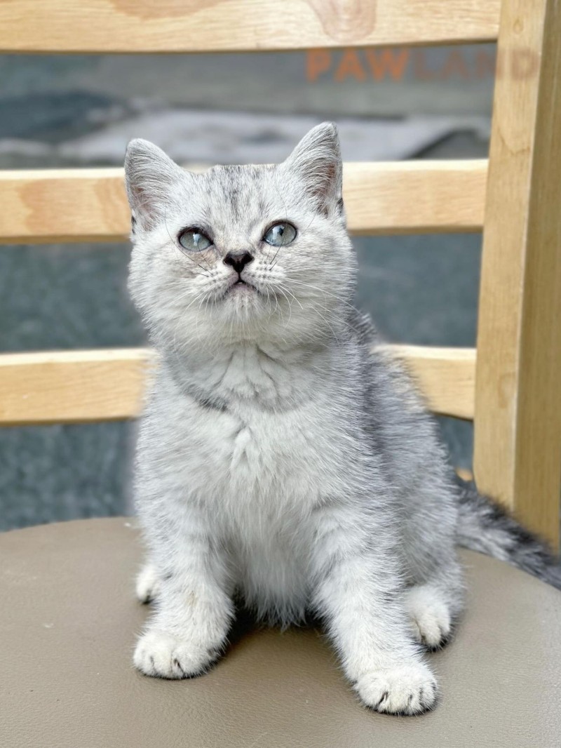 Silver Point Tabby