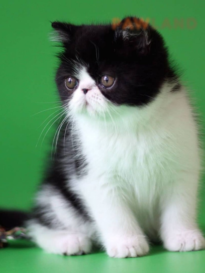 Exotic Shorthair Bi Color