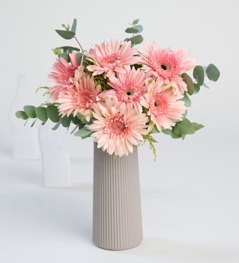 Bej Çizgili Polimer Vazoda Pembe Gerbera Çiçekleri