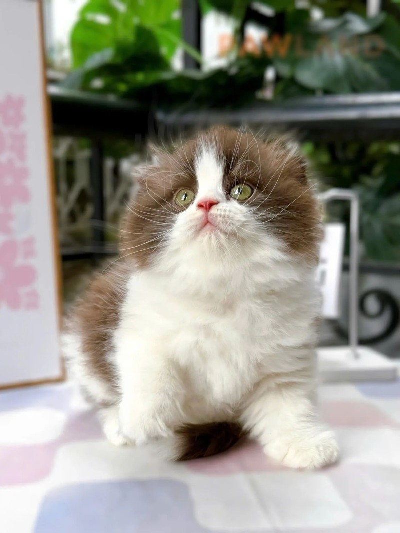 Bicolor Scottish Fold Longhair