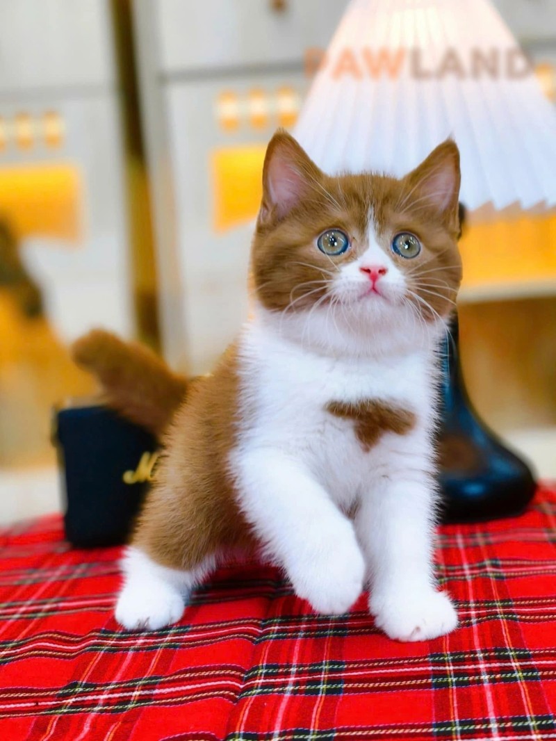 Bicinamon British Shorthair