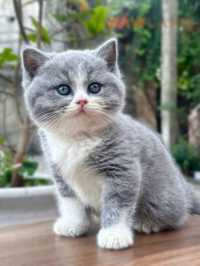 Bicolor British Shorthair Lilac