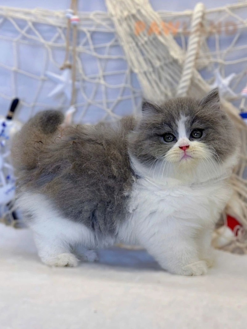 Bicolor British Longhair
