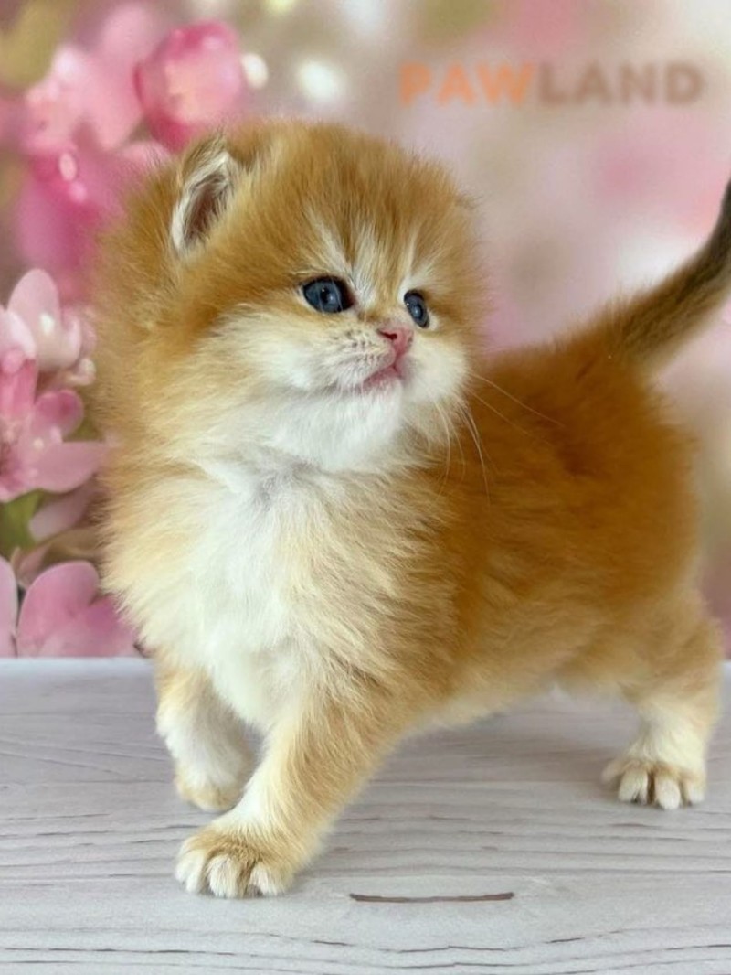 British Longhair Ny12