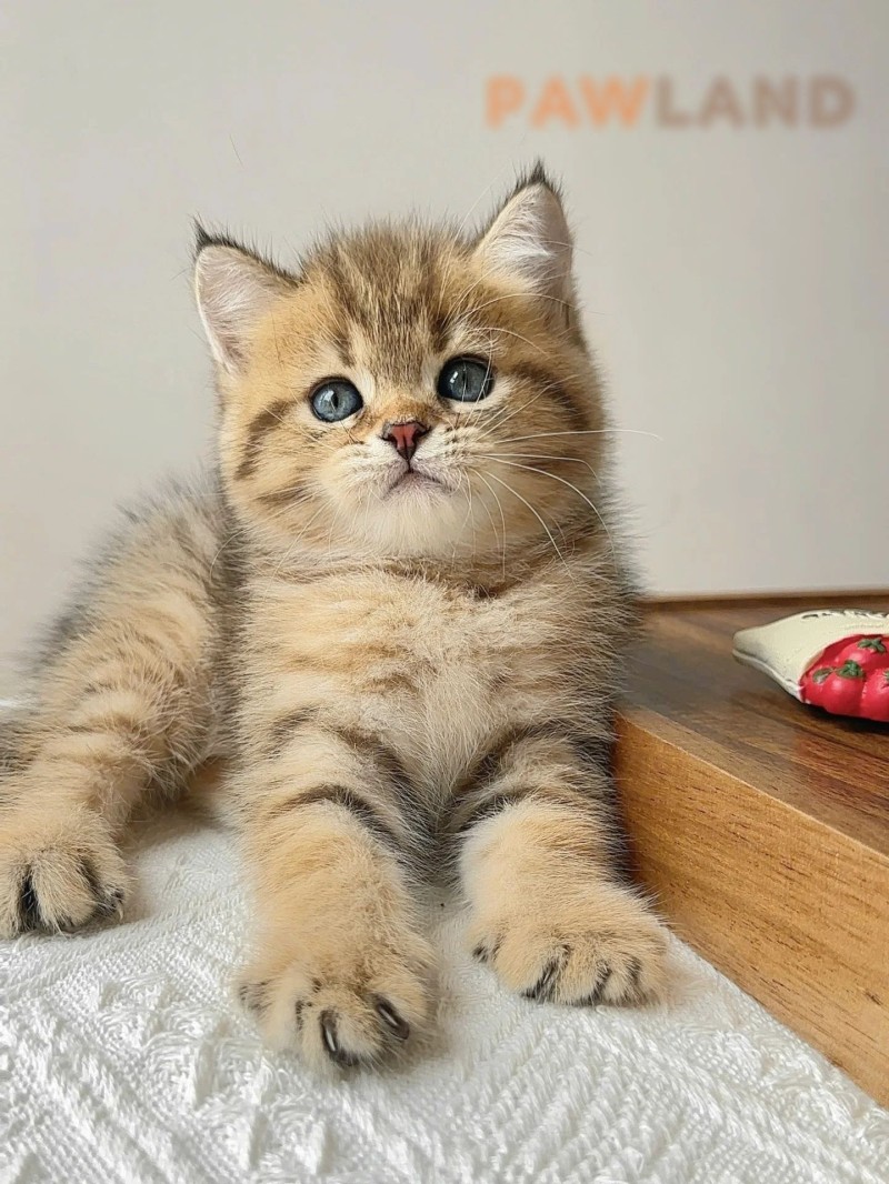 British Brown Tabby