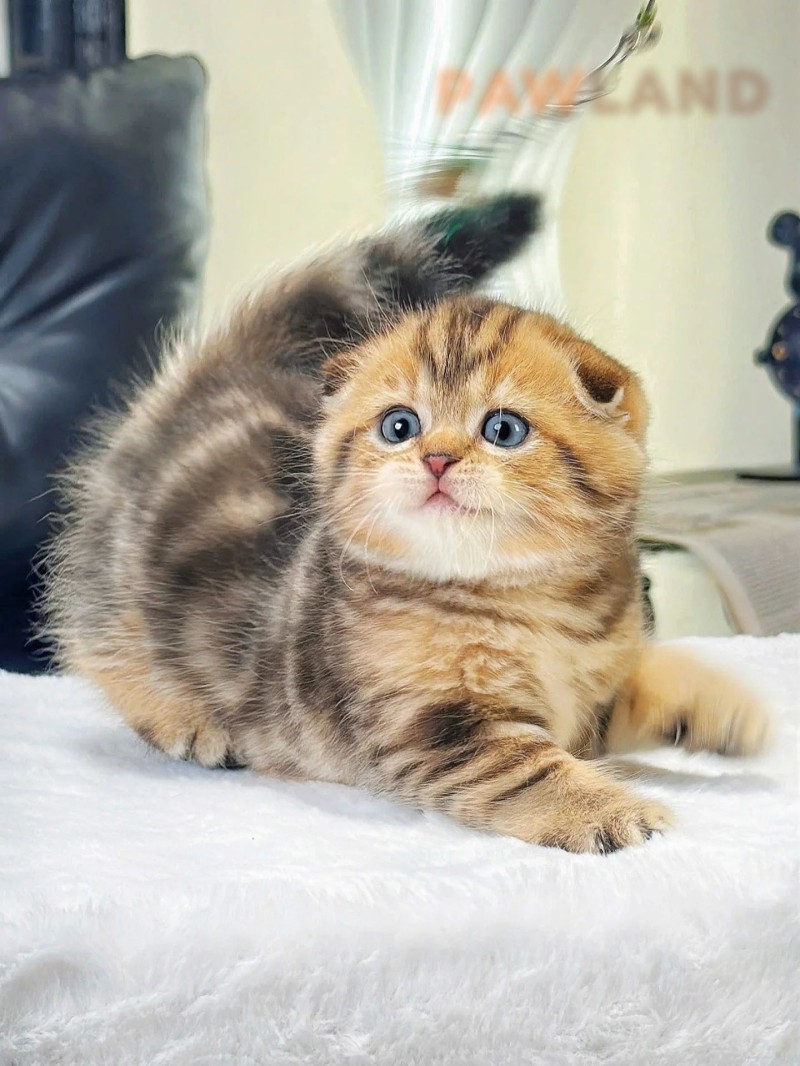 Scotish Fold Tabby Classic
