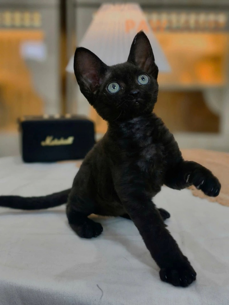 Devon Rex Siyah Renk