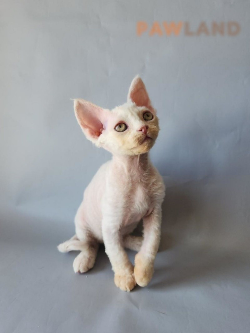 Devon Rex Yavru