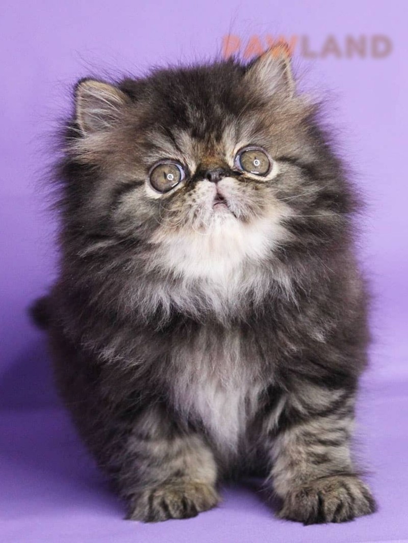 Exotic Longhair Tabby