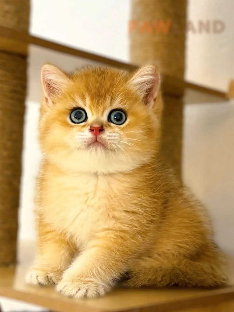 British Shorthair Ny12