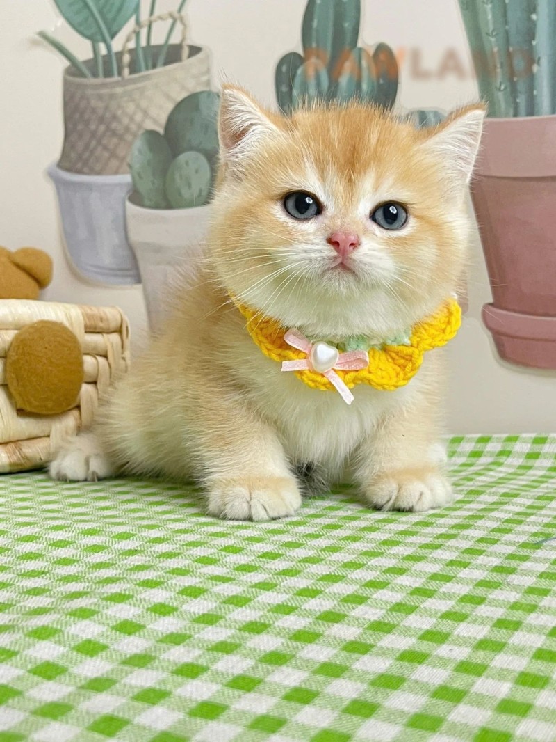 British Shorthair Golden Ny12