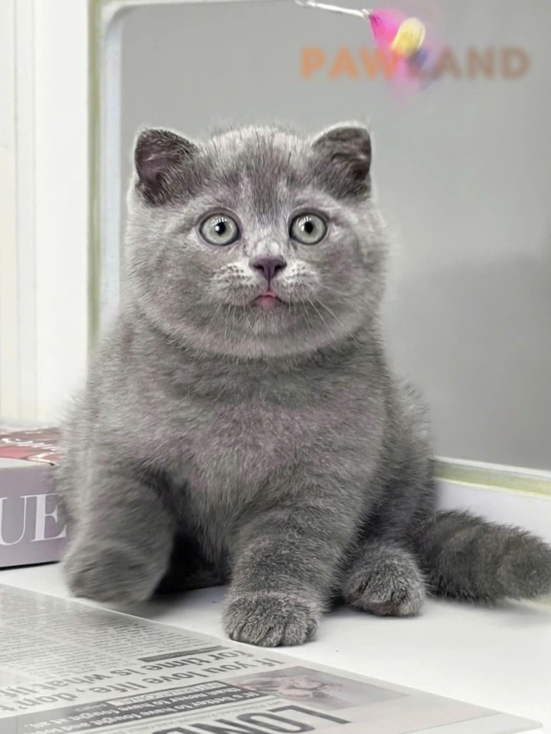 British Shorthair Gri Ayı Surat