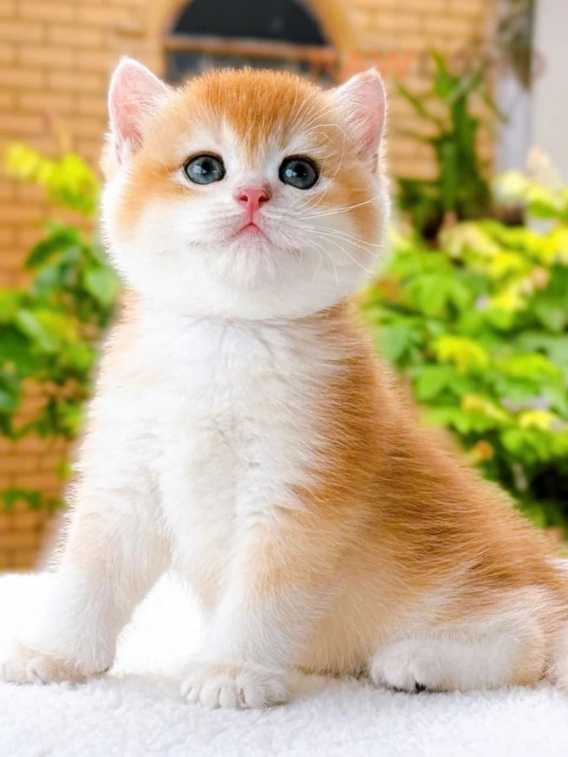 British Shorthair Ny12