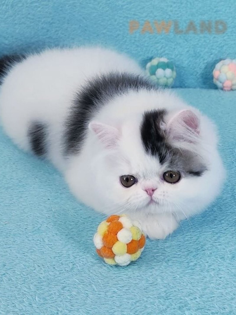 Irann Persian